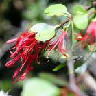 Scarlet mistletoe on beech in the Catlins. PHOTO: CRAIG BAXTER
