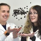University of Otago botany postgraduate students Aimee Pritchard (left) and Jessica Paull with...