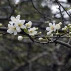 Prunus cerasifera. PHOTO: GREGOR RICHARDSON