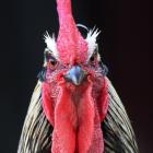Roosters would be banned from residential properties under a new bylaw proposed by the Dunedin...
