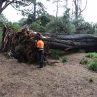 A contractor for the council inspects the fallen tree today. Photo: Supplied 