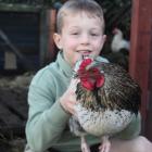 Leo Cole, 8, holds the rooster whose fate will be decided at an Invercargill City Council hearing...