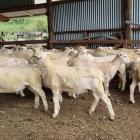 New Zealand Nudies lambs shed fluff at Wairarapa hill country sheep and beef farm Wairere at...