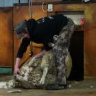 Shepherd James Armitage, of Mossburn, resumes crutching a crossbred sheep on Jeff Farm and has a...