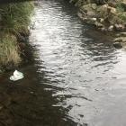 Rubbish in Lindsay Creek, North East Valley, shows why it is on Keep Dunedin Beautiful’s cleanup...