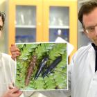 Otago zoology researchers Dr Graham McCulloch (left) and Prof Jon Waters hold a picture of a non...