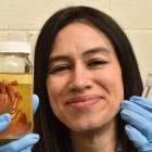Tūhura Otago Museum natural assistant curator Allison Miller holds a jar with a crayfish and a...