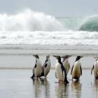 Hoiho yellow-eyed penguins prepare to go out for dinner at an Otago Peninsula beach. Photo: Craig...