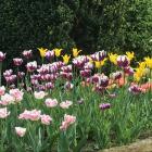 Popular spring bulbs tend to sell out quickly, so buy them as soon as they appear in garden...