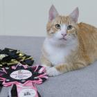 Queenstown rescue cat Premier Russell is officially New Zealand’s domestic Cat of the Year. PHOTO...