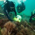 Scuba divers surveying Asparagopsis armata. Photos: supplied