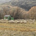 More than 200,000ha of sheep and beef farms have been sold into forestry in the past five years. ...