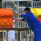 Rock lobster caught by the fishing boat Elodie is unloaded at Careys Bay on Tuesday. PHOTO:...