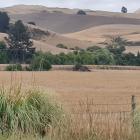 Drought has been declared in North Canterbury again. Photo: Robyn Bristow