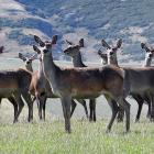 Farmgate prices are holding up better for venison than for most other forms of protein. PHOTO:...