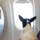 The couple were faced with 13 hours next to a passenger's flatulent support dog. Stock photo:...