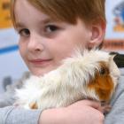 Hendrix Pain holds his guinea pig Nature, which he entered in the junior novice section of the...