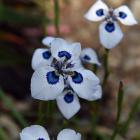 Moraea aristata. PHOTO: GREGOR RICHARDSON