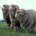 New Zealand Merino’s volumes of fine wool bales increased by 11,000 in the past financial year....