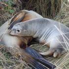 The dead New Zealand sea lion (pakake) was found by a member of the public on the harbour side of...