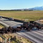 Johnny Girvan moves heifers and calves across State Highway 85 between Ranfurly and Wedderburn....