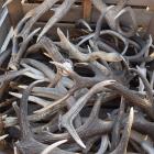 A pile of antlers bought from hunters in the South.