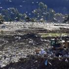 Black-backed gulls flock to the Green Island landfill tip face. PHOTO: STEPHEN JAQUIERY