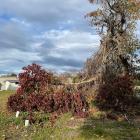 The Max Smith tree in Duntroon before it was removed by the council. PHOTO: WAITAKI DISTRICT COUNCIL