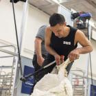 Open shearing winner Leon Samuels competes in the teams event at the New Zealand Merino Shearing...