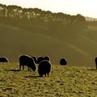 Agriculture underpinned Otago’s 2014 GDP, but undermined it in 2015; pictured, sheep grazing on a...