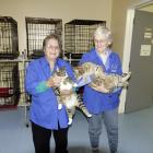 Mid Canterbury Animal Welfare Centre volunteer Colleen Corney (right) holds the recently rehomed...