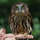 Simply irresistible: a ruru (morepork) at Queenstown Kiwi Birdlife Park. Photo: RNZ/Nate McKinnon