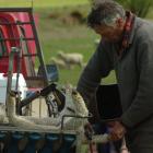 Farmers who supply the NZ Merino Company have been directed that pain relief for lambs will be...