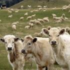 Red meat export revenue is forecast to drop for the 2020-21 season from the previous year. PHOTO:...