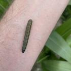 Fall armyworm larvae have an inverted "Y" marking on the head area and four large spots in a...
