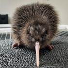 Willowbank Wildlife Reserve's first kiwi chick of the season. Photo: Facebook