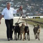 Canterbury trainer John McInerney. PHOTO: STEPHEN JAQUIERY / ODT