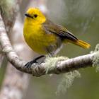 Mohua, dubbed the bush canary by European settlers, are accomplished vocalists. Photo: Stephen...