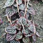 Peperomia caperata at Dunedin Botanic Garden. PHOTO: GREGOR RICHARDSON