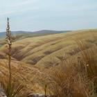 An insect- and plant-based diorama inspired by the rolling fields of tussock at the Whare Flat...