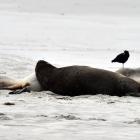 Sea lions lying on Smaills Beach. PHOTO: ODT FILES