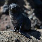 A fur seal pup at Taiaora Head on Otago Peninsula. Photos: ODT archives