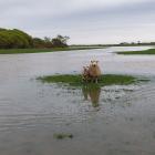A ewe and her lamb seek higher ground during flooding on Westwood Farm in Western Southland last...