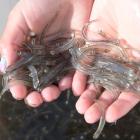 New regulations are coming into force for the West Coast whitebaiting season. PHOTO: ODT FILES