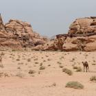 The desert ecosystem supports a surprising number of species, often nocturnal such as Asiatic...