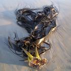 Bull kelp. PHOTO: ODT FILES