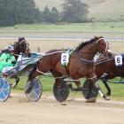 Akuta, with driver Mark Purdon, on their way to winning last year's Hannon Memorial race. PHOTO:...