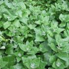 NZ spinach copes well with summer heat.