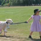 Penny Little leads her champion pet lamb, Buddy, around the ring during last year’s A&amp;P Show....