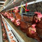 Factory farming alone is responsible for at least 11% of global emissions, according to research...